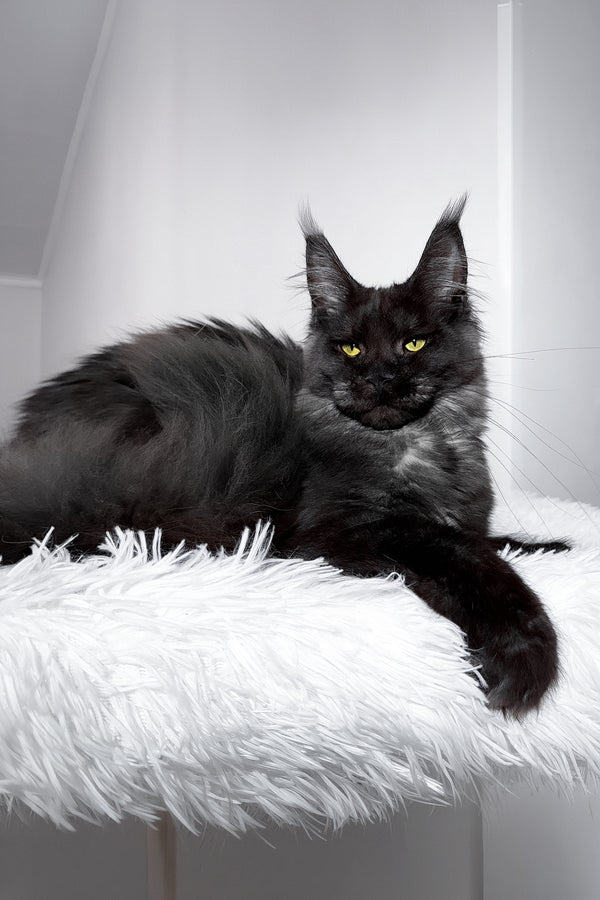 Tivanny | Maine Coon Kitten
