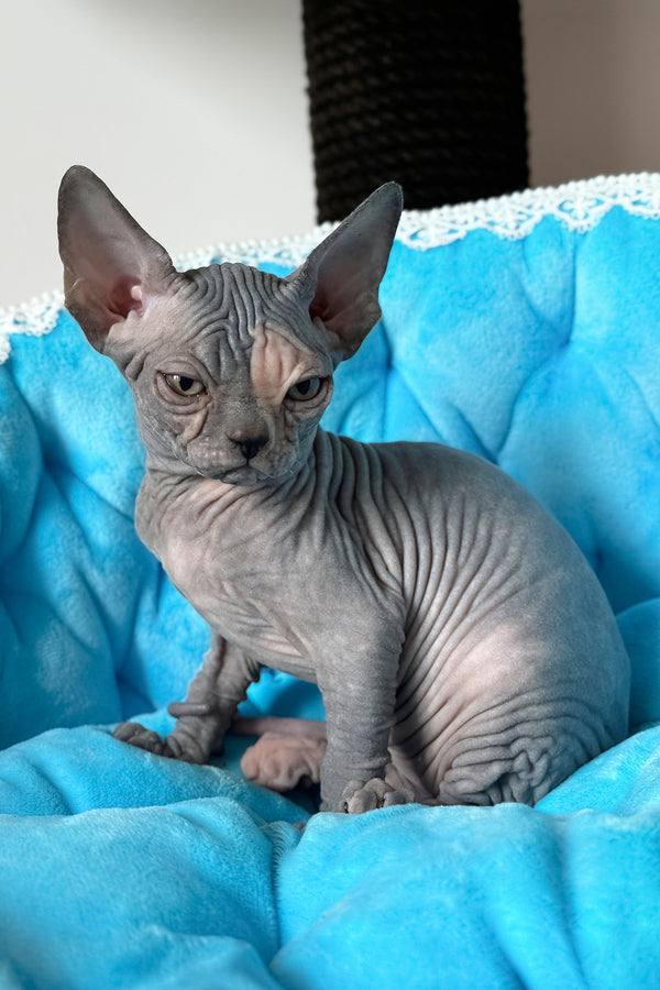 Tiffany | Canadian Sphynx Kitten