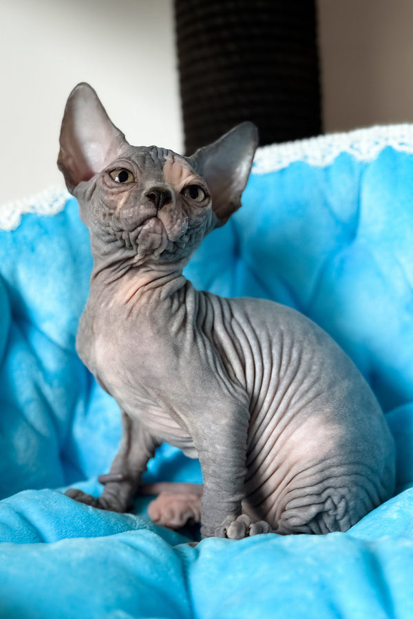 Tiffany | Canadian Sphynx Kitten