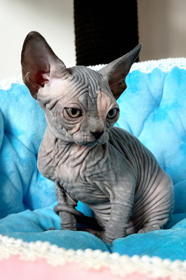 Tiffany | Canadian Sphynx Kitten