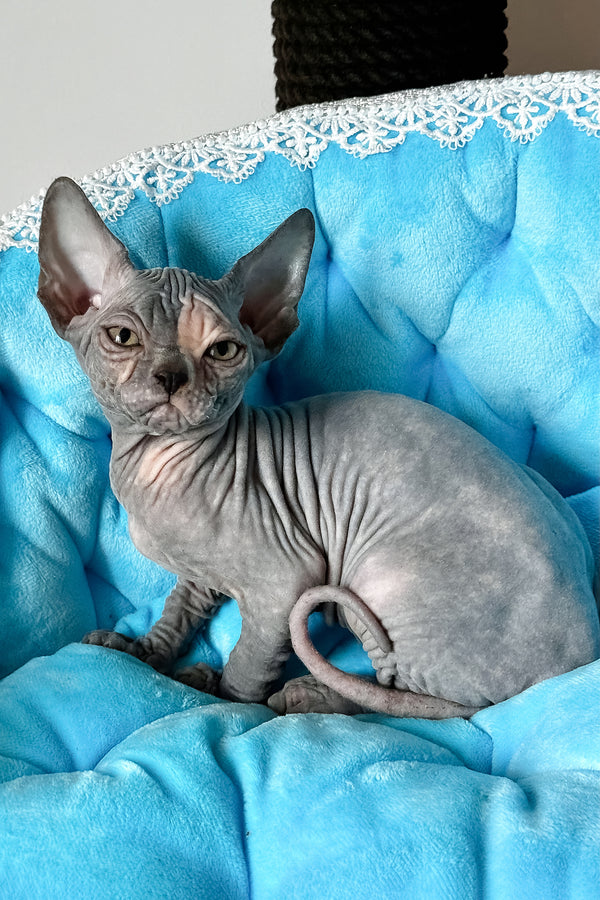 Tiffany | Canadian Sphynx Kitten