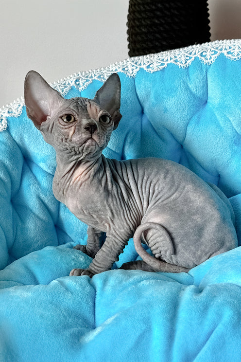 Tiffany | Canadian Sphynx Kitten