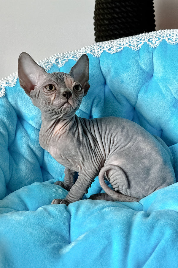 Tiffany | Canadian Sphynx Kitten
