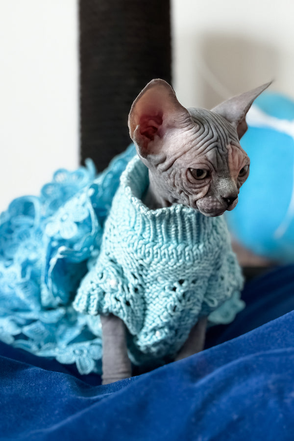 Tiffany | Canadian Sphynx Kitten