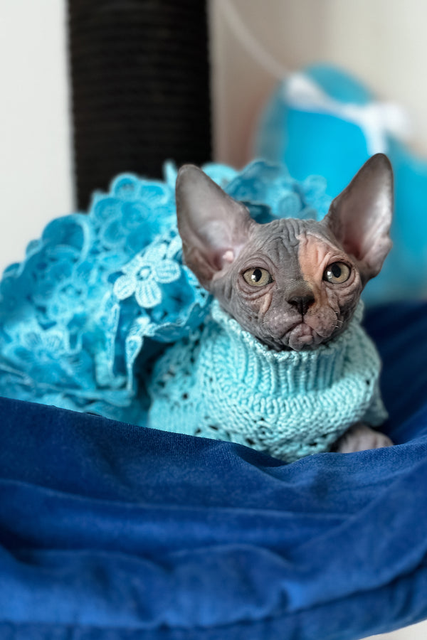 Tiffany | Canadian Sphynx Kitten
