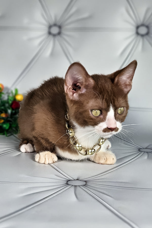 Tiger | Munchkin Kitten