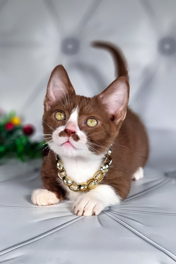 Tiger | Munchkin Kitten