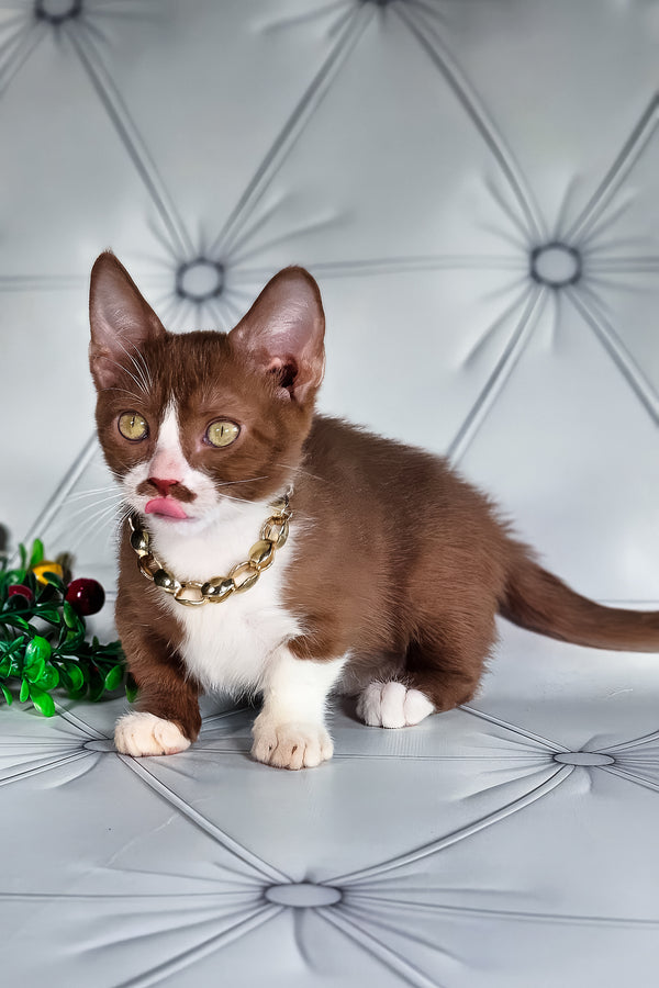 Tiger | Munchkin Kitten