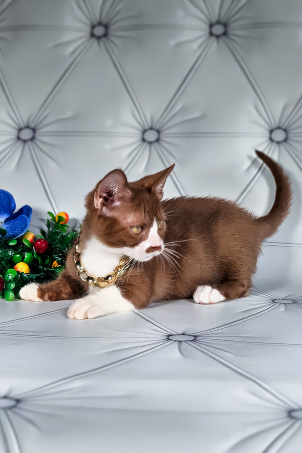 Tiger | Munchkin Kitten