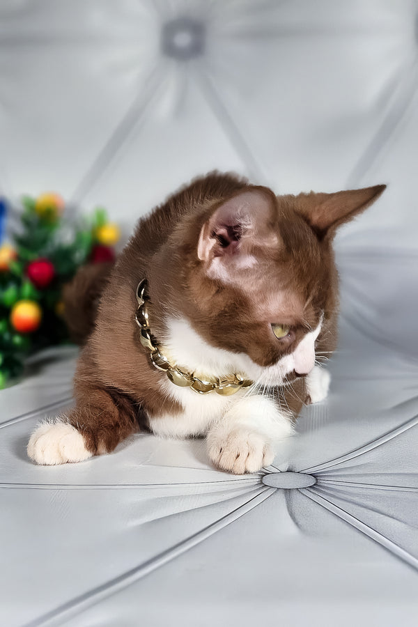 Tiger | Munchkin Kitten