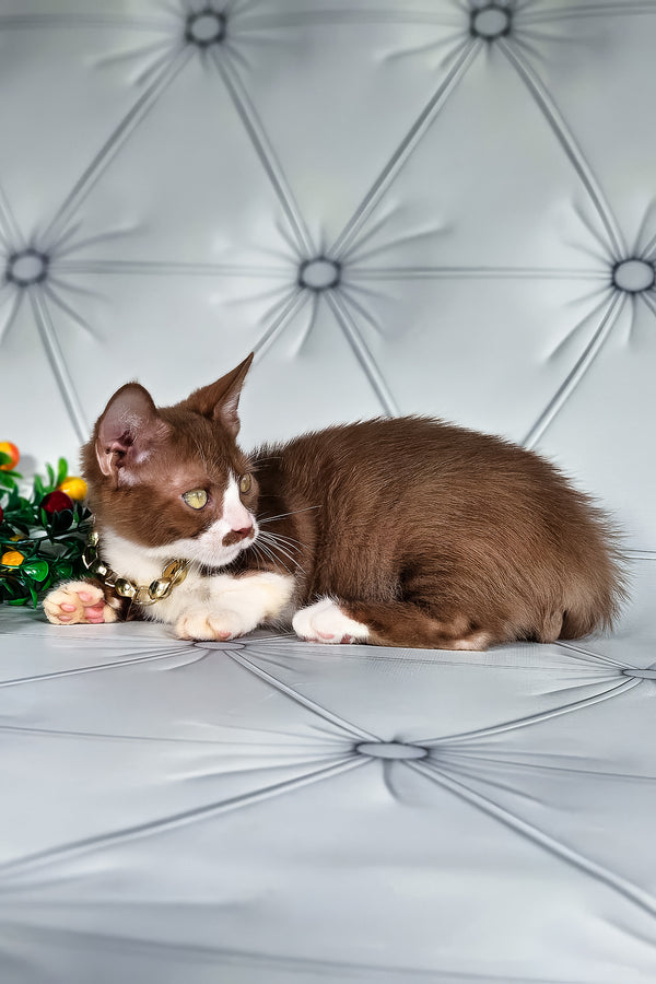 Tiger | Munchkin Kitten