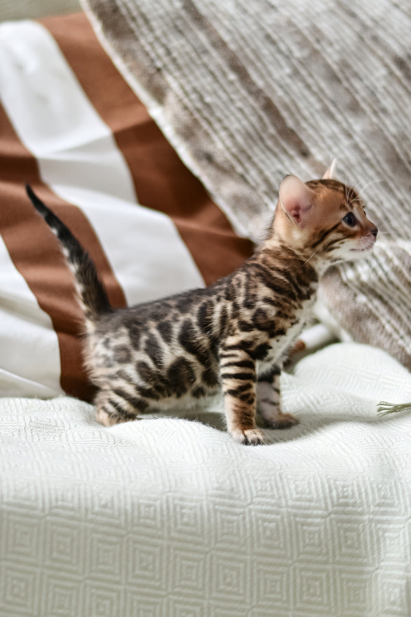 Tiger | Bengal Kitten