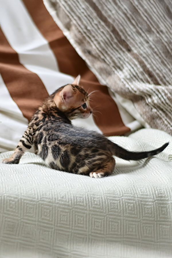 Tiger | Bengal Kitten