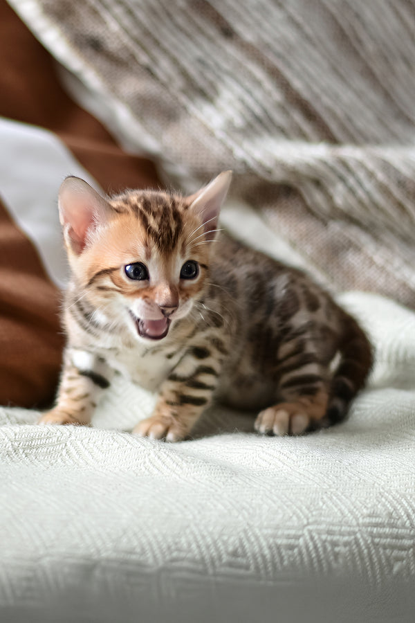 Tiger | Bengal Kitten