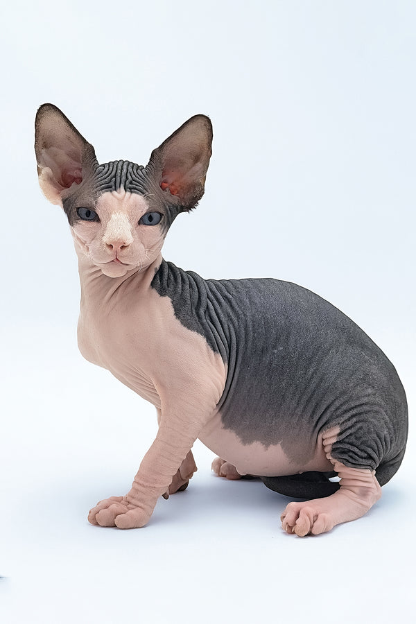Tony | Canadian Sphynx Kitten