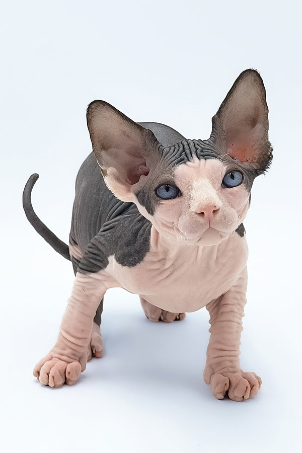 Tony | Canadian Sphynx Kitten