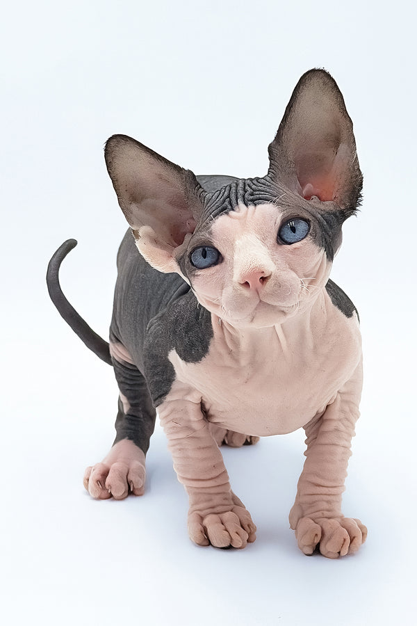 Tony | Canadian Sphynx Kitten