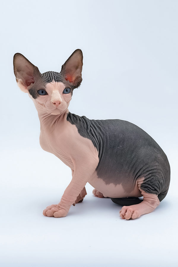 Tony | Canadian Sphynx Kitten