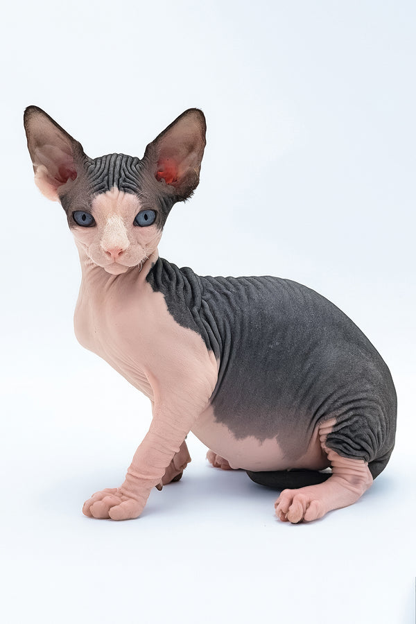 Tony | Canadian Sphynx Kitten