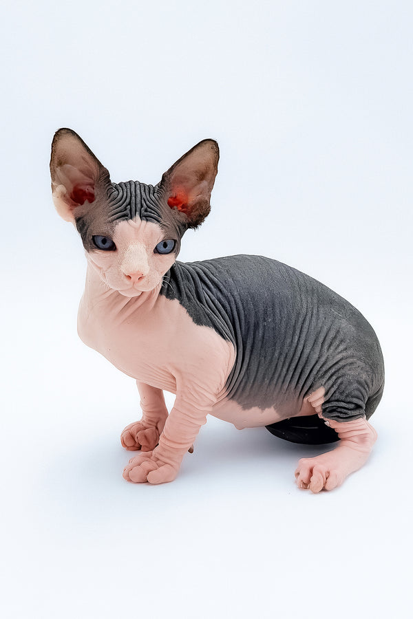 Tony | Canadian Sphynx Kitten