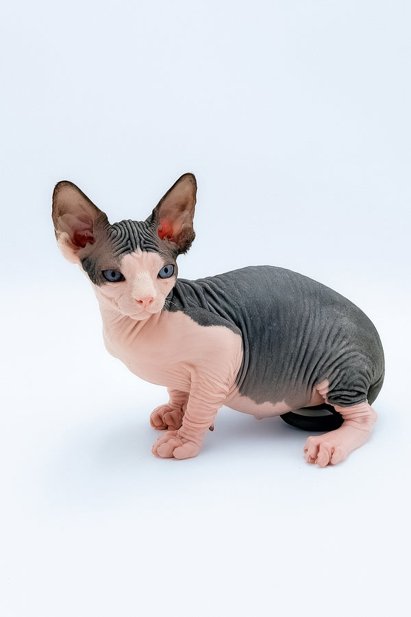 Tony | Canadian Sphynx Kitten