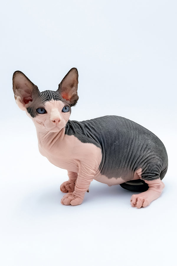 Tony | Canadian Sphynx Kitten