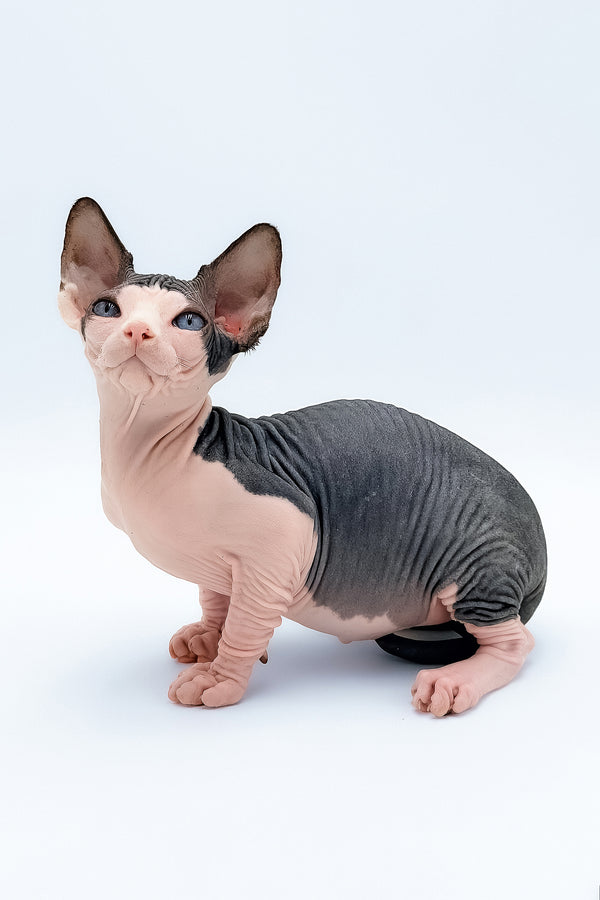 Tony | Canadian Sphynx Kitten