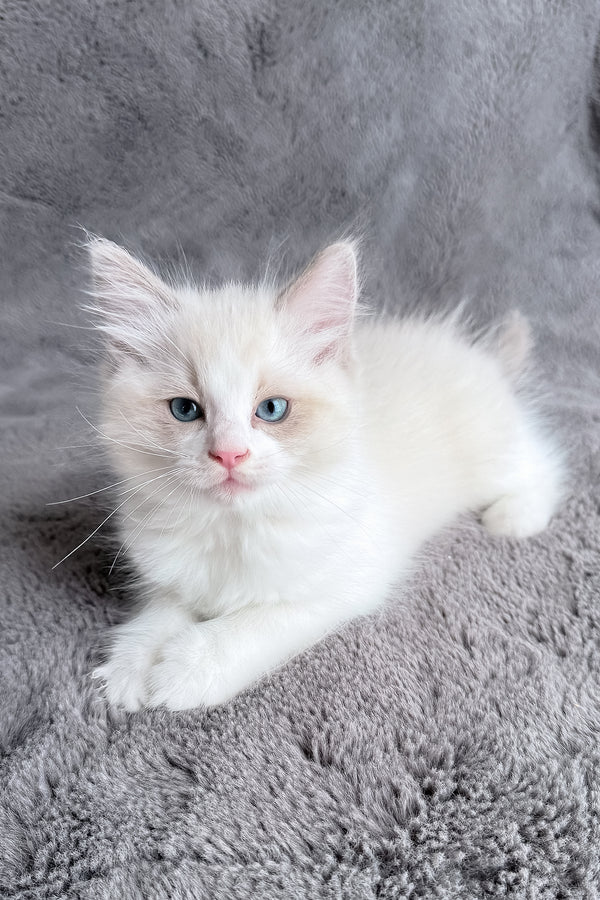 Timka | Ragdoll Kitten