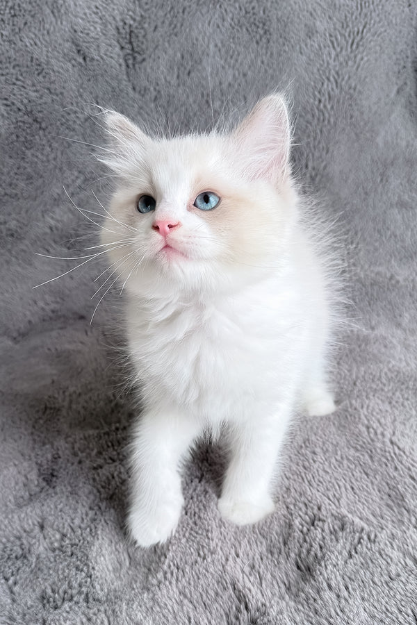 Timka | Ragdoll Kitten