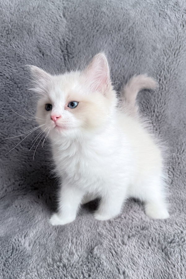 Timka | Ragdoll Kitten