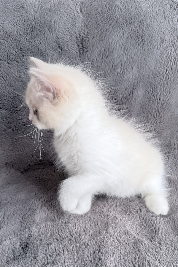 Timka | Ragdoll Kitten