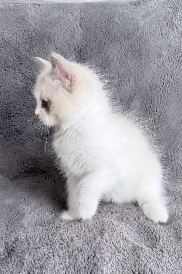 Timka | Ragdoll Kitten