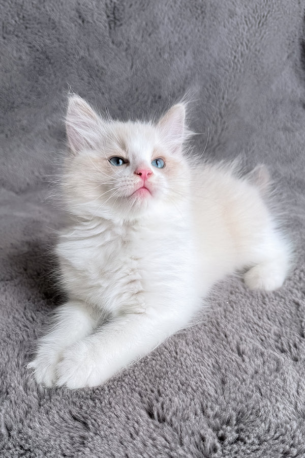 Timka | Ragdoll Kitten