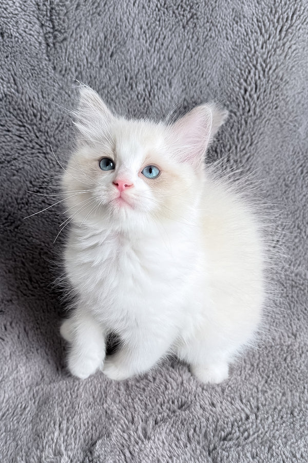 Timka | Ragdoll Kitten