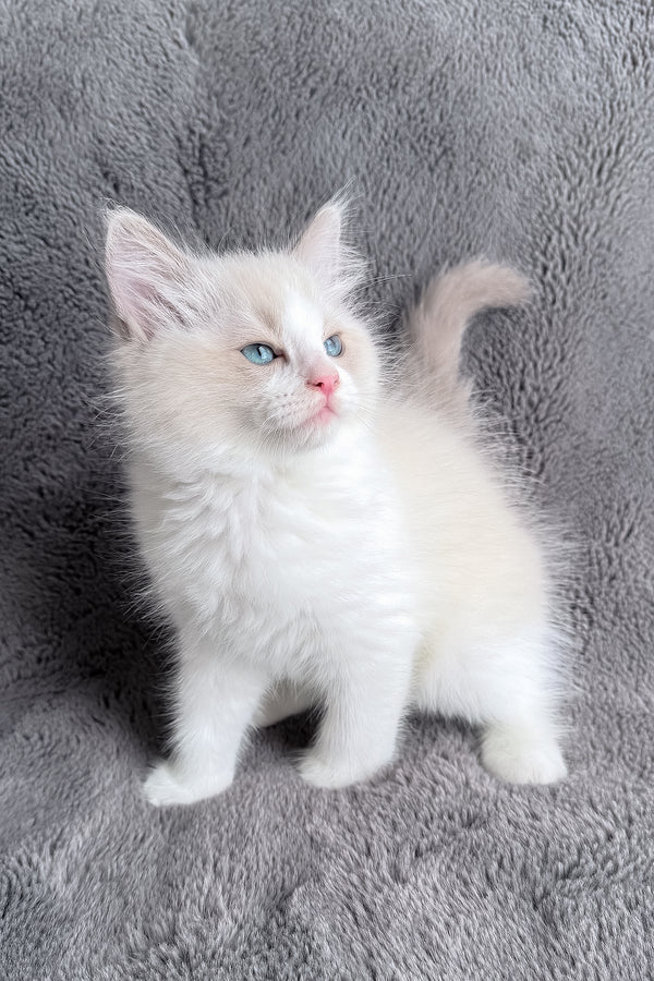Timka | Ragdoll Kitten