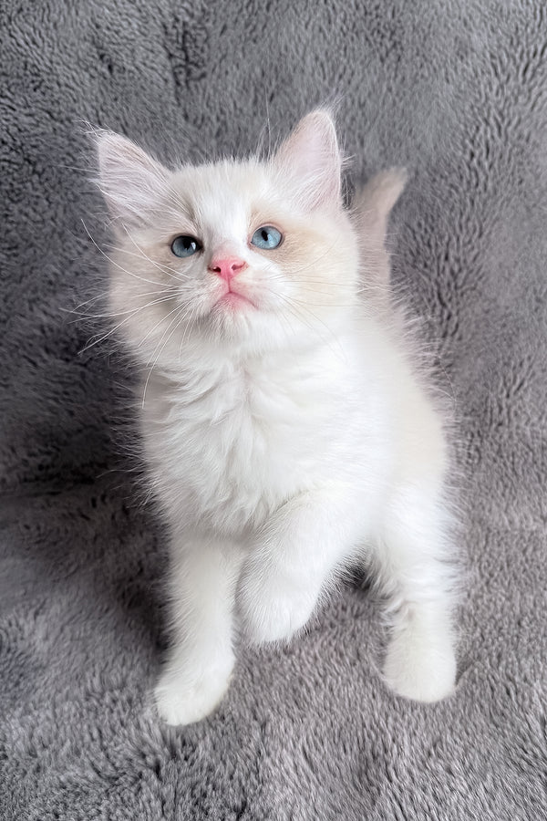 Timka | Ragdoll Kitten