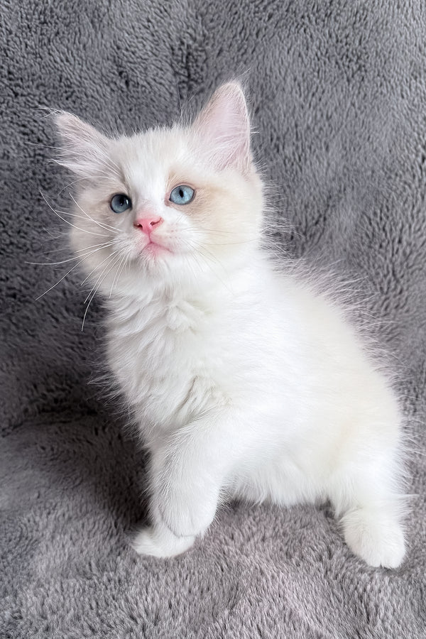 Timka | Ragdoll Kitten