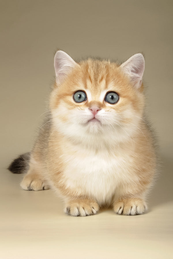 Timothy | Munchkin Kitten