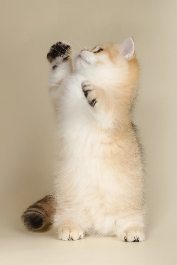 Timothy | Munchkin Kitten