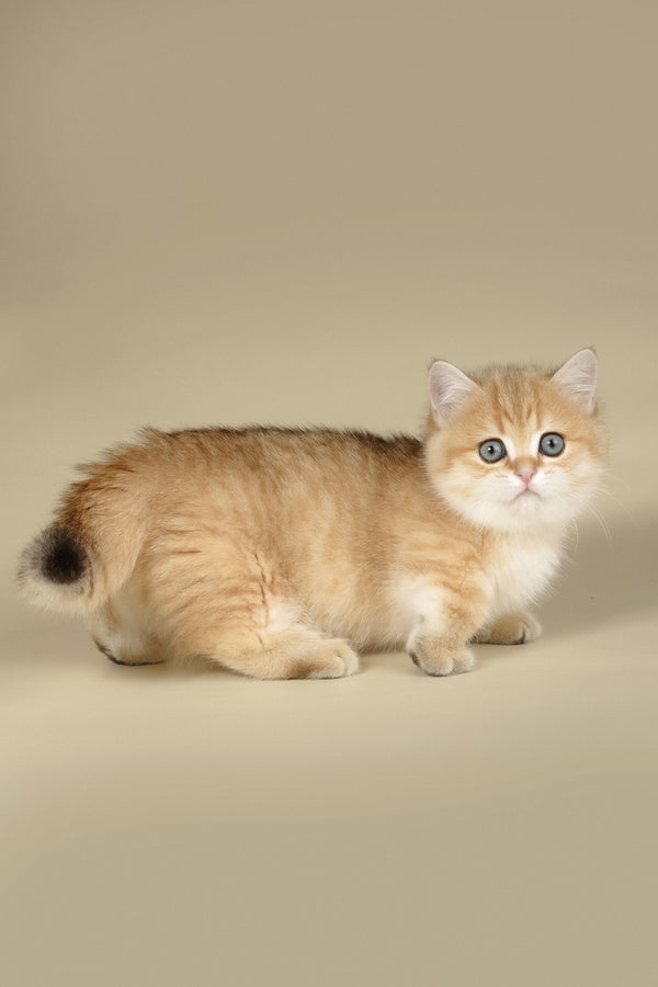 Timothy | Munchkin Kitten