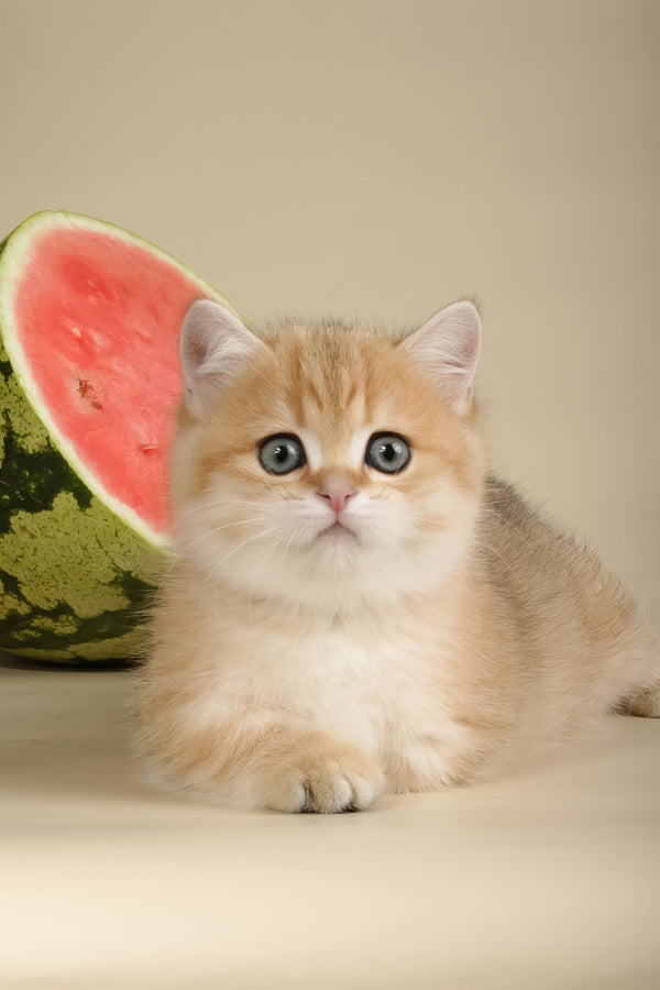 Timothy | Munchkin Kitten