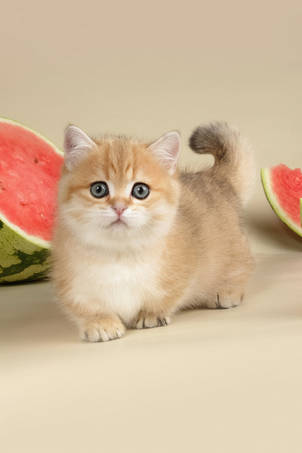 Timothy | Munchkin Kitten