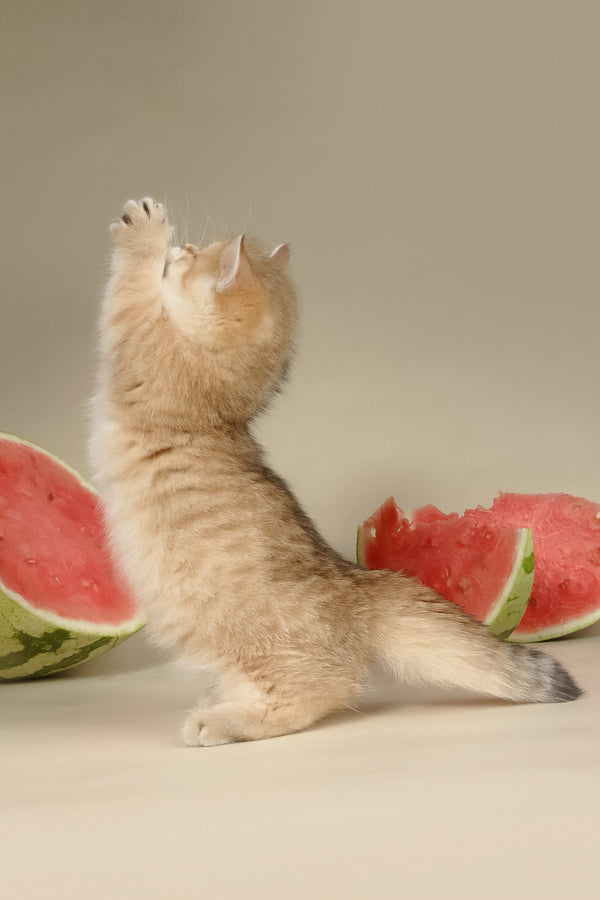Timothy | Munchkin Kitten