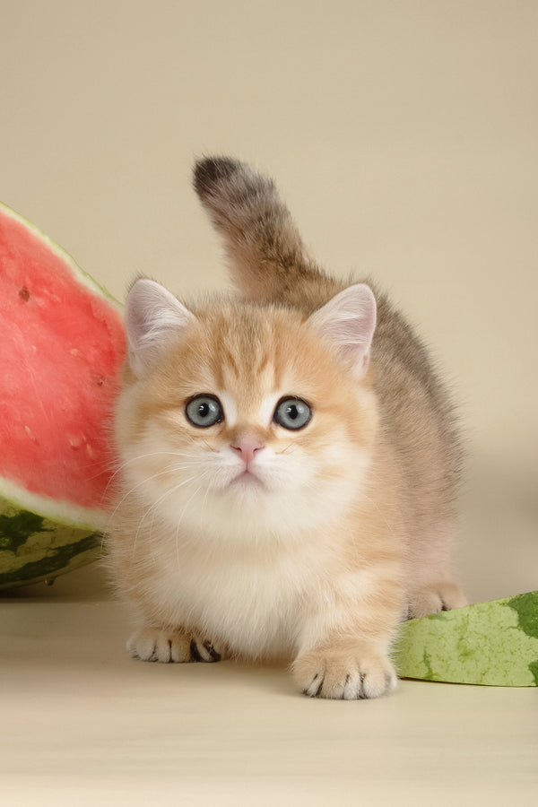 Timothy | Munchkin Kitten