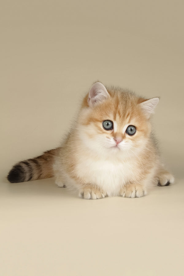 Timothy | Munchkin Kitten