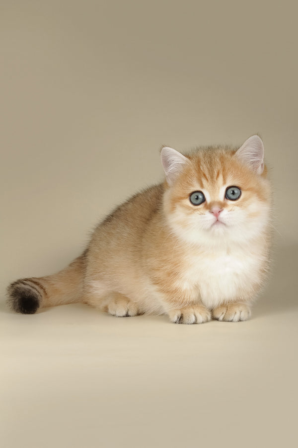 Timothy | Munchkin Kitten