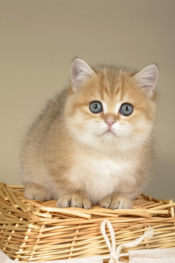Timothy | Munchkin Kitten
