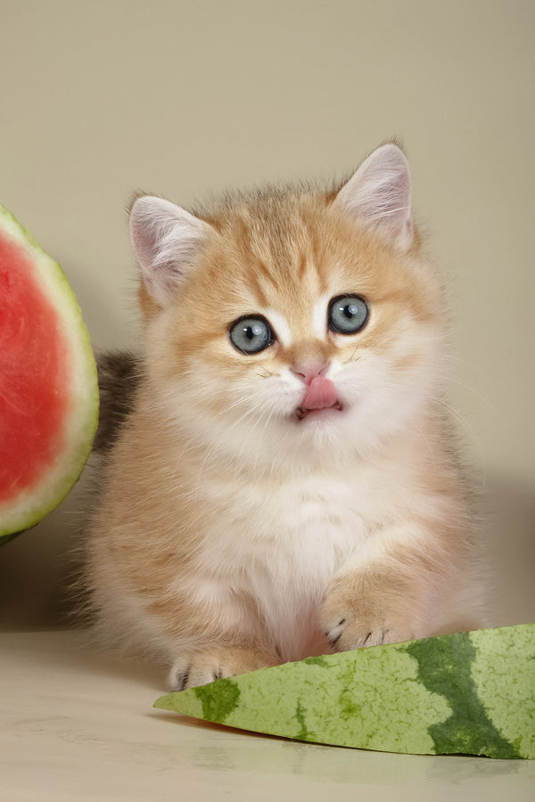 Timothy | Munchkin Kitten