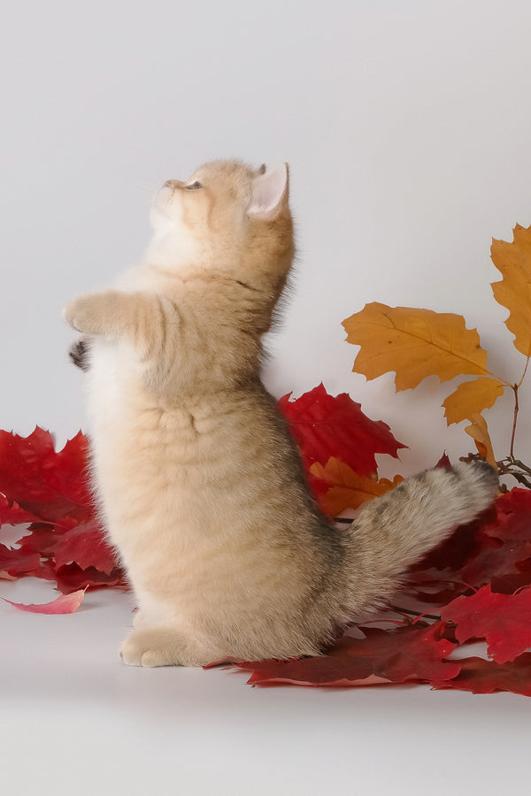 Timothy | Munchkin Kitten