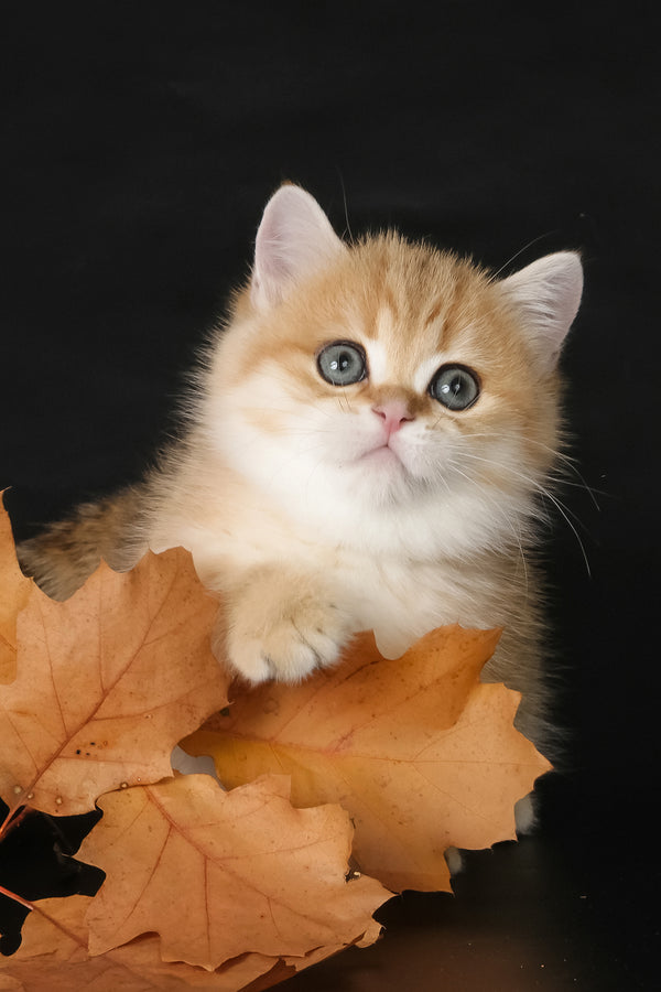 Timothy | Munchkin Kitten